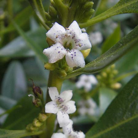 Myoporum laetum \ Dr�senstrauch, Ngaio-Baum / Mousehole Tree, Coast Myoporum, Mallorca/Majorca Cala Pi 8.4.2012