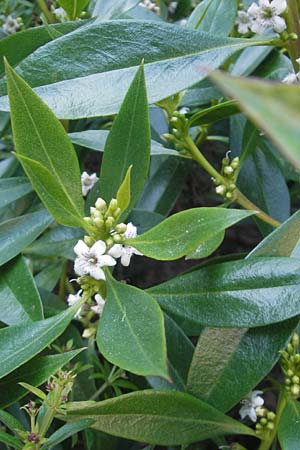 Myoporum laetum \ Dr�senstrauch, Ngaio-Baum / Mousehole Tree, Coast Myoporum, Mallorca/Majorca Cala Pi 8.4.2012