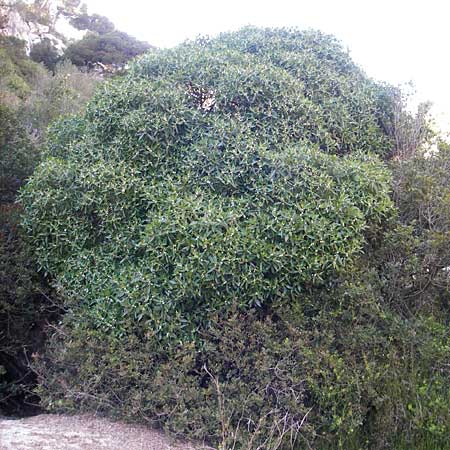 Myoporum laetum \ Dr�senstrauch, Ngaio-Baum / Mousehole Tree, Coast Myoporum, Mallorca/Majorca Cala Pi 8.4.2012