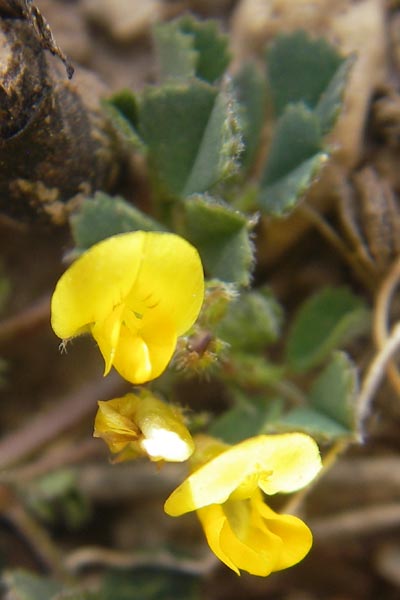 Medicago littoralis \ Meer-Schneckenklee / Strand Medick, Water Medick, Mallorca/Majorca Cap Formentor 10.4.2012