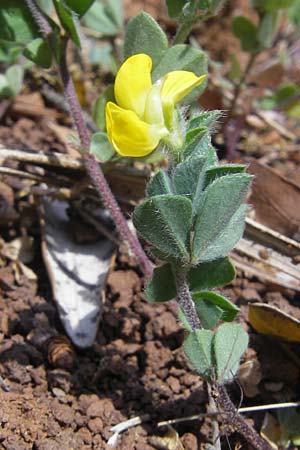 Medicago minima \ Zwerg-Schneckenklee / Burr Medick, Mallorca/Majorca Sa Calobra 27.4.2011
