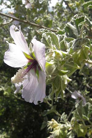 Malva subovata \ Strand-Strauchpappel / Sea Mallow, Mallorca/Majorca Llucmajor 8.4.2012