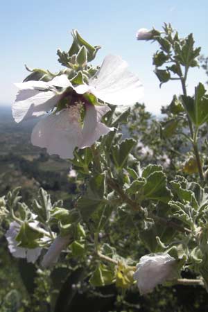 Malva subovata \ Strand-Strauchpappel / Sea Mallow, Mallorca/Majorca Llucmajor 8.4.2012