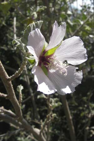 Malva subovata \ Strand-Strauchpappel / Sea Mallow, Mallorca/Majorca Llucmajor 8.4.2012