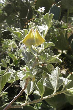 Malva subovata \ Strand-Strauchpappel / Sea Mallow, Mallorca/Majorca Llucmajor 8.4.2012