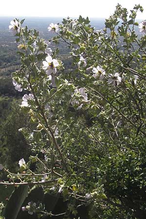 Malva subovata \ Strand-Strauchpappel / Sea Mallow, Mallorca/Majorca Llucmajor 8.4.2012