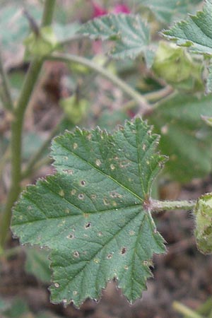 Malva multiflora \ Kretische Strauchpappel / Small Tree Mallow, Cretan Hollyhock, Mallorca/Majorca Pollensa 24.4.2011