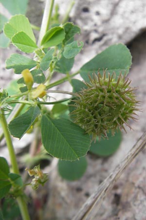 Medicago polymorpha \ Rauer Schneckenklee, Schwarzer Schneckenklee, Mallorca Esporles 12.4.2012