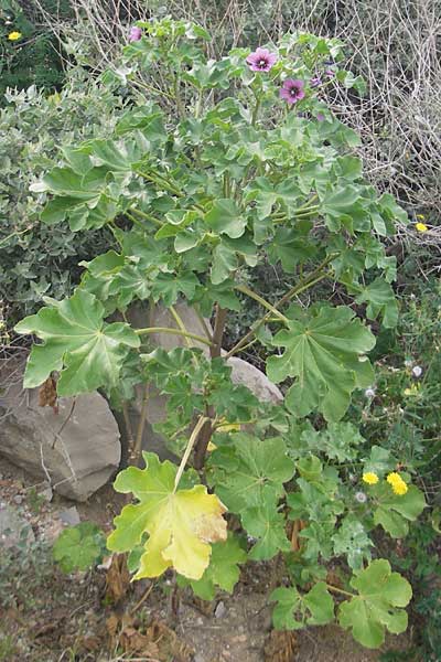 Malva arborea \ Baumf�rmige Strauchpappel, Baum-Strauchpappel / Tree Mallow, Mallorca/Majorca Sant Elm 29.4.2011