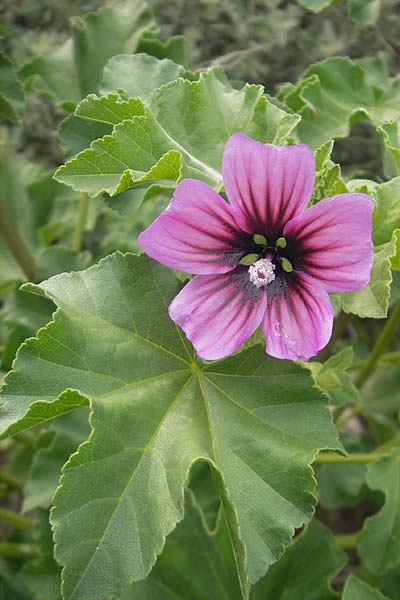Malva arborea \ Baumf�rmige Strauchpappel, Baum-Strauchpappel / Tree Mallow, Mallorca/Majorca Sant Elm 29.4.2011