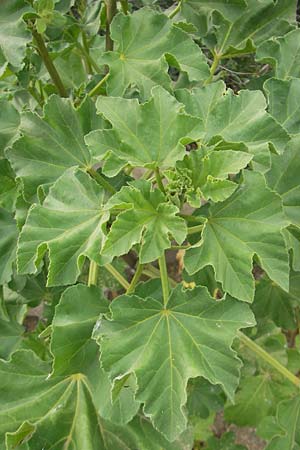Malva arborea \ Baumf�rmige Strauchpappel, Baum-Strauchpappel / Tree Mallow, Mallorca/Majorca Sant Elm 29.4.2011