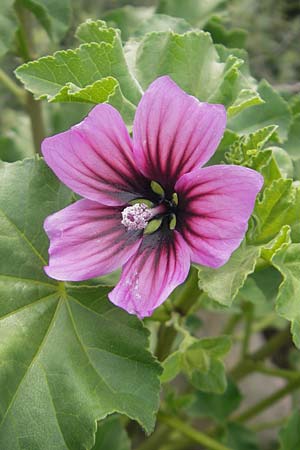 Malva arborea \ Baumf�rmige Strauchpappel, Baum-Strauchpappel / Tree Mallow, Mallorca/Majorca Sant Elm 29.4.2011
