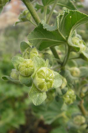 Malva arborea \ Baumf�rmige Strauchpappel, Baum-Strauchpappel / Tree Mallow, Mallorca/Majorca Sant Elm 29.4.2011