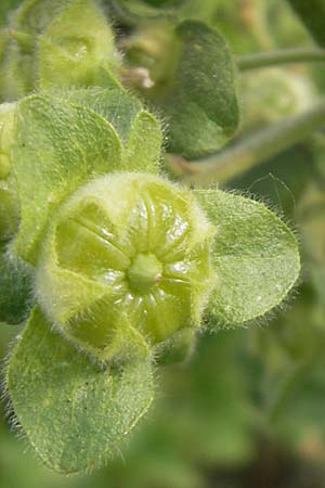 Malva arborea \ Baumf�rmige Strauchpappel, Baum-Strauchpappel / Tree Mallow, Mallorca/Majorca Sant Elm 29.4.2011
