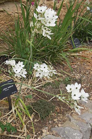 Ornithogalum arabicum \ Arabischer Milchstern / Arabian Star Flower, Black Pearl Lily, Mallorca/Majorca Soller Botan. Gar.  23.4.2011