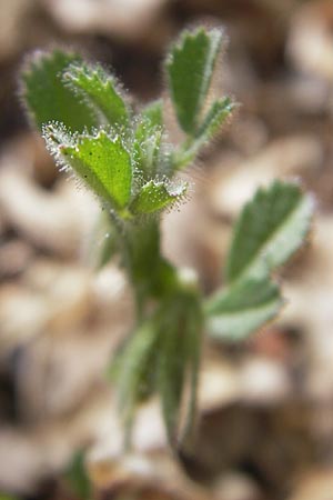 Ononis reclinata \ Nickende Hauhechel / Small Restharrow, Mallorca/Majorca Andratx 22.4.2011