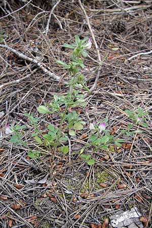Ononis reclinata \ Nickende Hauhechel / Small Restharrow, Mallorca/Majorca Punta de n'Amer 25.4.2011