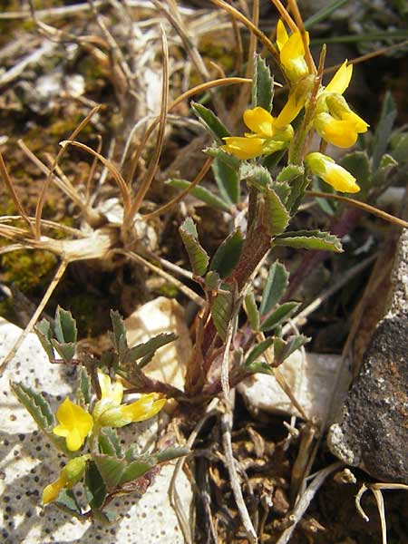 Melilotus spicatus \ Neapolitaner Honigklee, Mallorca Andratx 26.4.2011