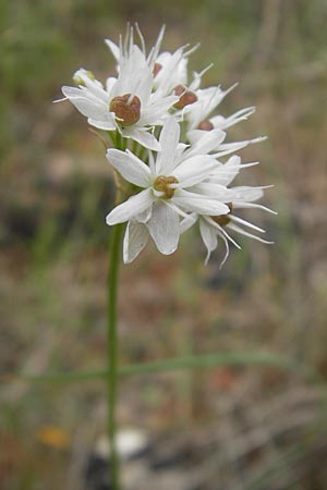 Allium subvillosum \ Wenigbehaarter Lauch, Zottiger Lauch / Western Mediterranean Garlic, Mallorca/Majorca S'Arenal 25.4.2011