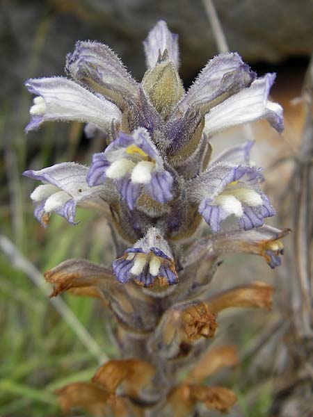 Phelipanche rumseyana \ Rumseys Rosmarin-Sommerwurz / Rumsey's Rosemary Broomrape, Mallorca/Majorca Andratx 26.4.2011