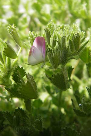 Ononis reclinata \ Nickende Hauhechel / Small Restharrow, Mallorca/Majorca Cala Mondrago 5.4.2012