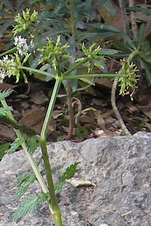 Pimpinella bicknellii \ Bicknells Bibernelle / Bicknell's Burnet Saxifrage, Mallorca/Majorca Soller Botan. Gar.  23.4.2011