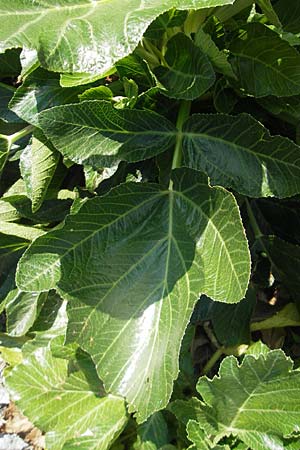 Pastinaca lucida \ Mallorca-Pastinak / Glossy Parsnip, Mallorca/Majorca Sa Calobra 27.4.2011