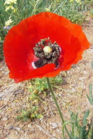 Papaver rhoeas \ Klatsch-Mohn / Common Poppy, Mallorca/Majorca S'Arenal 5.4.2012