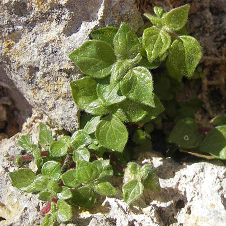 Parietaria lusitanica \ Portugiesisches Glaskraut / Mediterranean Pellitory-of-the-Wall, Spanish Pellitory-of-the-Wall, Mallorca/Majorca Alaro 7.4.2012