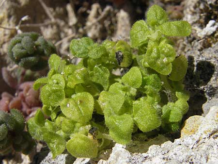 Parietaria lusitanica \ Portugiesisches Glaskraut / Mediterranean Pellitory-of-the-Wall, Spanish Pellitory-of-the-Wall, Mallorca/Majorca Alaro 7.4.2012
