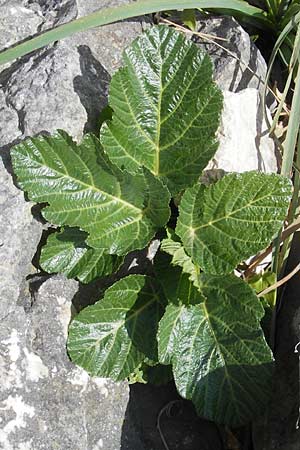 Pastinaca lucida \ Mallorca-Pastinak / Glossy Parsnip, Mallorca/Majorca Pollensa 11.4.2012