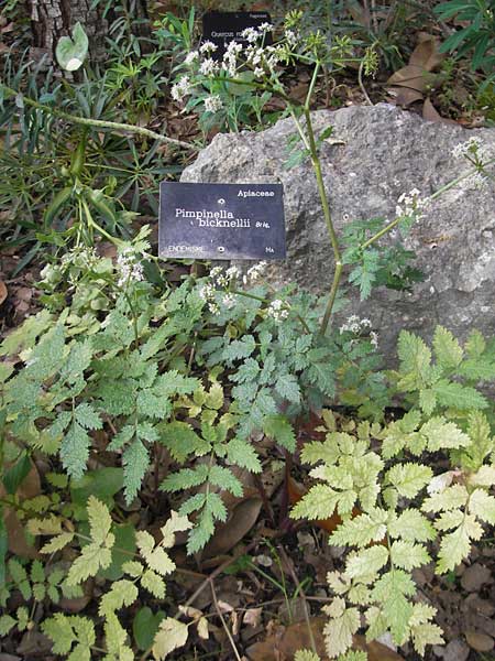 Pimpinella bicknellii \ Bicknells Bibernelle / Bicknell's Burnet Saxifrage, Mallorca/Majorca Soller Botan. Gar.  23.4.2011