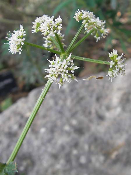Pimpinella bicknellii \ Bicknells Bibernelle / Bicknell's Burnet Saxifrage, Mallorca/Majorca Soller Botan. Gar.  23.4.2011