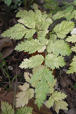 Pimpinella bicknellii \ Bicknells Bibernelle / Bicknell's Burnet Saxifrage, Mallorca/Majorca Soller Botan. Gar.  23.4.2011