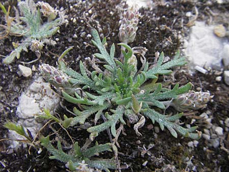 Plantago weldenii \ Niederliegender Kr&auml;henfu&szlig;-Wegerich / Buck's-horn Plantain, Mallorca/Majorca Sa Calobra 27.4.2011