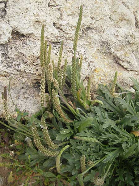 Plantago weldenii \ Niederliegender Kr&auml;henfu&szlig;-Wegerich / Buck's-horn Plantain, Mallorca/Majorca Ca'n Picafort 30.4.2011