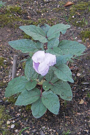 Paeonia cambessedesii \ Balearen-Pfingstrose / Balearic Peony, Mallorca/Majorca Soller Botan. Gar.  4.4.2012
