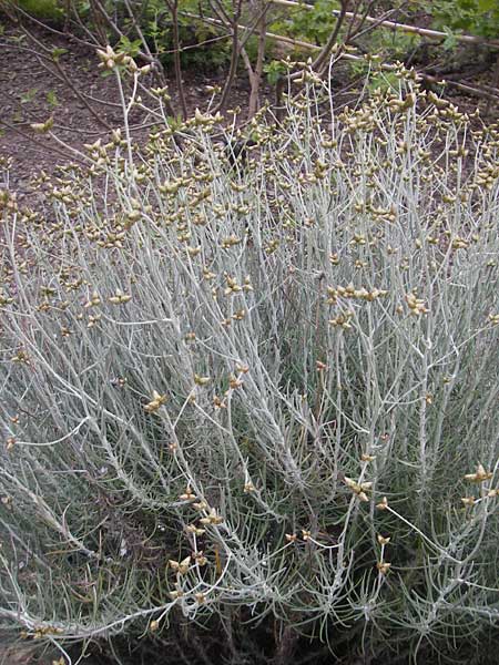 Phagnalon sordidum \ Mehrkpfige Steinimmortelle / Many-Headed Phagnalon, Mallorca/Majorca Banyalbufar 23.4.2011