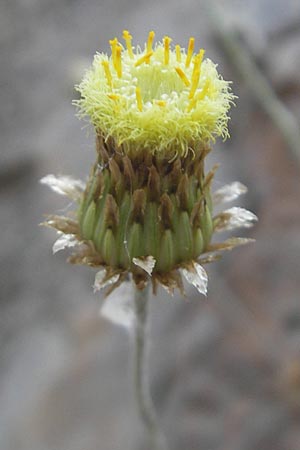 Phagnalon saxatile \ Felsen-Steinimmortelle / Mediterranean Phagnalon, Mallorca/Majorca Fornalutx 27.4.2011