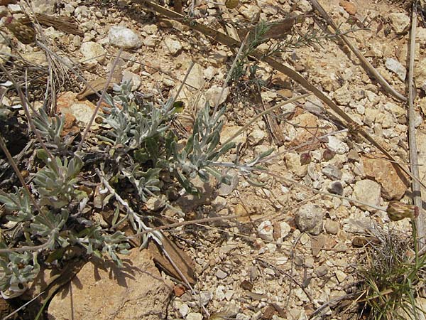 Phagnalon rupestre \ Gewhnliche Steinimmortelle / Rock Phagnalon, Mallorca/Majorca Sant Elm 29.4.2011