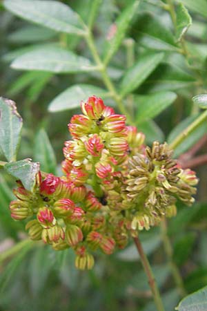 Pistacia lentiscus \ Pistazie / Evergreen Pistache, Mallorca/Majorca Andratx 23.4.2011
