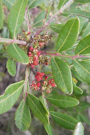 Pistacia lentiscus \ Pistazie / Evergreen Pistache, Mallorca/Majorca Andratx 26.4.2011