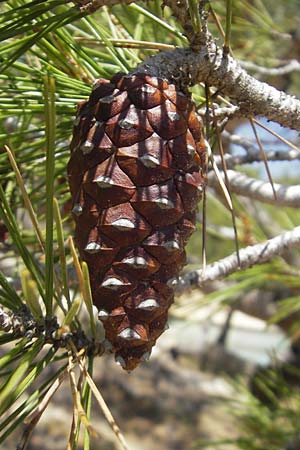Pinus halepensis \ Aleppo-Kiefer, Strand-Kiefer / Aleppo Pine, Jerusalem Pine, Mallorca/Majorca Magaluf 1.5.2011