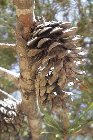 Pinus halepensis \ Aleppo-Kiefer, Strand-Kiefer / Aleppo Pine, Jerusalem Pine, Mallorca/Majorca Magaluf 1.5.2011