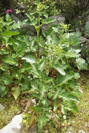 Pastinaca lucida \ Mallorca-Pastinak / Glossy Parsnip, Mallorca/Majorca Soller Botan. Gar.  23.4.2011