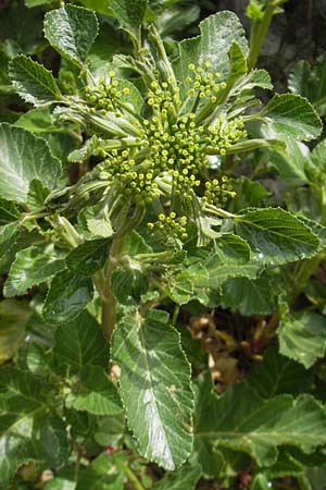 Pastinaca lucida \ Mallorca-Pastinak / Glossy Parsnip, Mallorca/Majorca Soller Botan. Gar.  23.4.2011