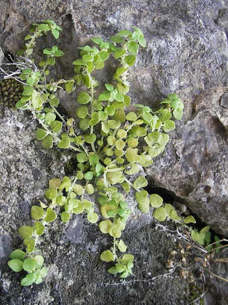 Parietaria lusitanica \ Portugiesisches Glaskraut / Mediterranean Pellitory-of-the-Wall, Spanish Pellitory-of-the-Wall, Mallorca/Majorca Sa Calobra 27.4.2011