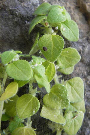 Parietaria lusitanica \ Portugiesisches Glaskraut / Mediterranean Pellitory-of-the-Wall, Spanish Pellitory-of-the-Wall, Mallorca/Majorca Sa Calobra 27.4.2011