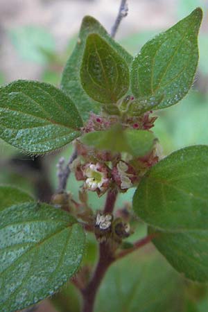 Parietaria lusitanica \ Portugiesisches Glaskraut / Mediterranean Pellitory-of-the-Wall, Spanish Pellitory-of-the-Wall, Mallorca/Majorca Betlem 28.4.2011