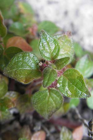 Parietaria lusitanica \ Portugiesisches Glaskraut / Mediterranean Pellitory-of-the-Wall, Spanish Pellitory-of-the-Wall, Mallorca/Majorca Betlem 28.4.2011